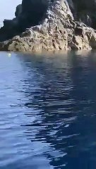 Avvistata una foca monaca accanto a Stromboliccio