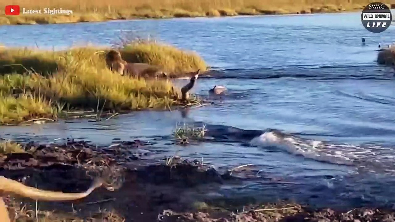 What Happens When An Injured Hippo Is Seen By A Predator