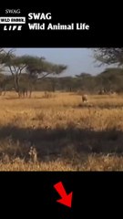lion fight leopard to the death #animal #shorts #shortvideo #animals