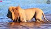What Happens When A Lion Crosses A River Full Of Hippos And Crocodiles