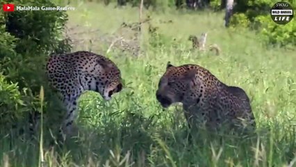 Tragic Ending When MALE LEOPARDS Fight For Territory   Wild Animal Life