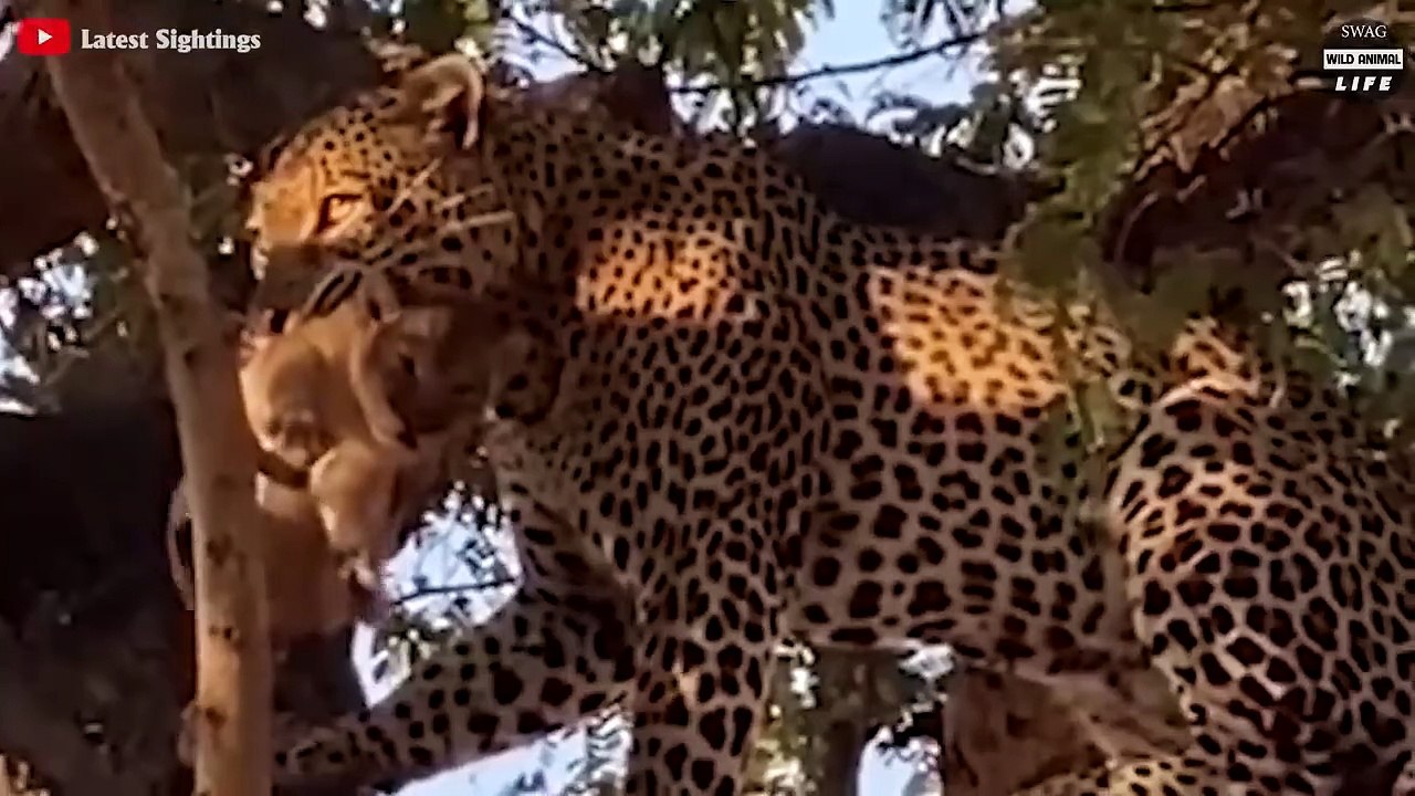 7 Incredible Moments Leopards Hunt And Eat Other Predators   Wild Animal Life