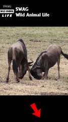 wildebeest fight wildebeest to the death #animal #shorts #shortvideo #animals