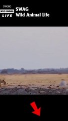 lion fight antelope to the death #animal #shorts #shortvideo #animals