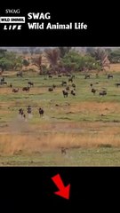 wild dogs fight wildebeest to the death #animal #shorts #shortvideo #animals