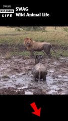 leopard attack wildebeest in the mud #animal #shorts #shortvideo #animals