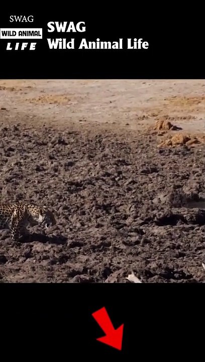 leopard attack fish in the mud #animal #shorts #shortvideo #animals