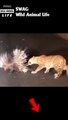 Leopard fight Porcupine 2 #animal #shorts #shortvideo #animals