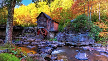 Relaxing videos small river in the forest