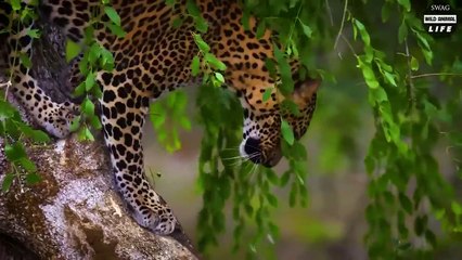 Leopard Tore The Hyena Carcass For revenge, Leopard's Ultimate Hunting Skill