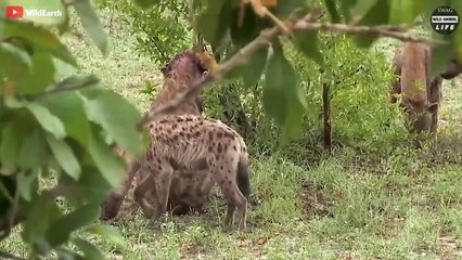 OMG ! Hyenas Brutally Attack Other Hyenas And What Happens