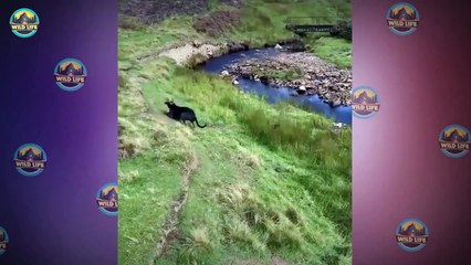 Top 15 Struggling Moments When Small Animals Tried Escape From Their Predators