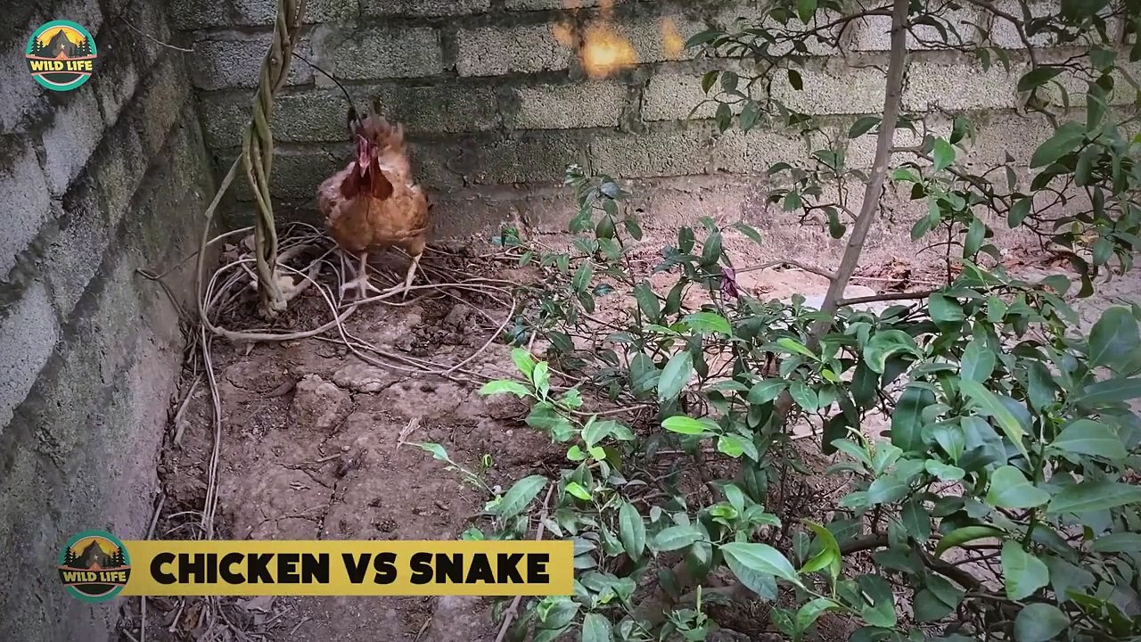 Brave Mother Protecting Their Young In The Wild