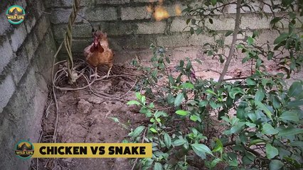 Brave Mother Protecting Their Young In The Wild