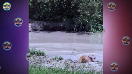 Top 45 Moments When Animals Fought Back And Made Things Interesting