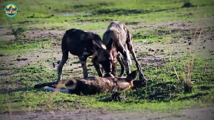 Top 45 Earth-Shattering Moments When African Wild Dogs Went For Attack