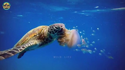 15 Ruthless Moments When Sea Animals Made A Bad Judgement Call