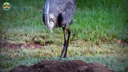 15 Times Birds Swallowed Their Prey Faster Than You Can Blink