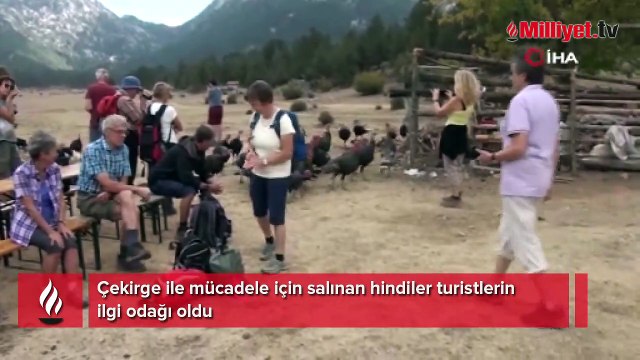 Çekirge ile mücadele için salınan hindiler turistlerin ilgi odağı oldu