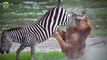 14 Zebras And Giraffes Counter-Attacking Brutally