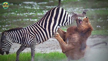 14 Zebras And Giraffes Counter-Attacking Brutally