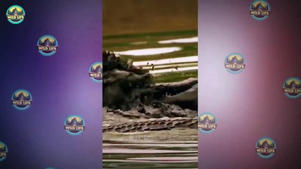 The Consequences Of Getting Too Close To The Enemy