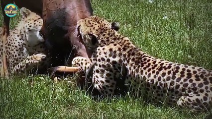 15 Moments When Gazelles Were Brutally Hunted By Wild Animals