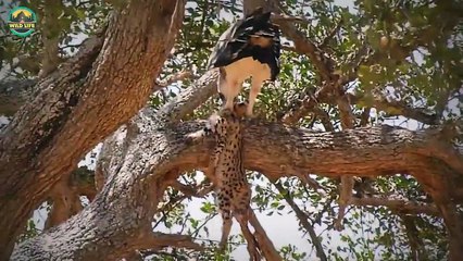 15 Brutal Eagles Showing No Pity For Their Prey