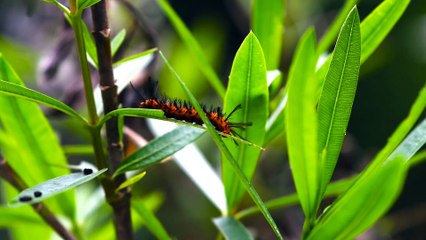 Tırtıl Türleri -Tırtıllar