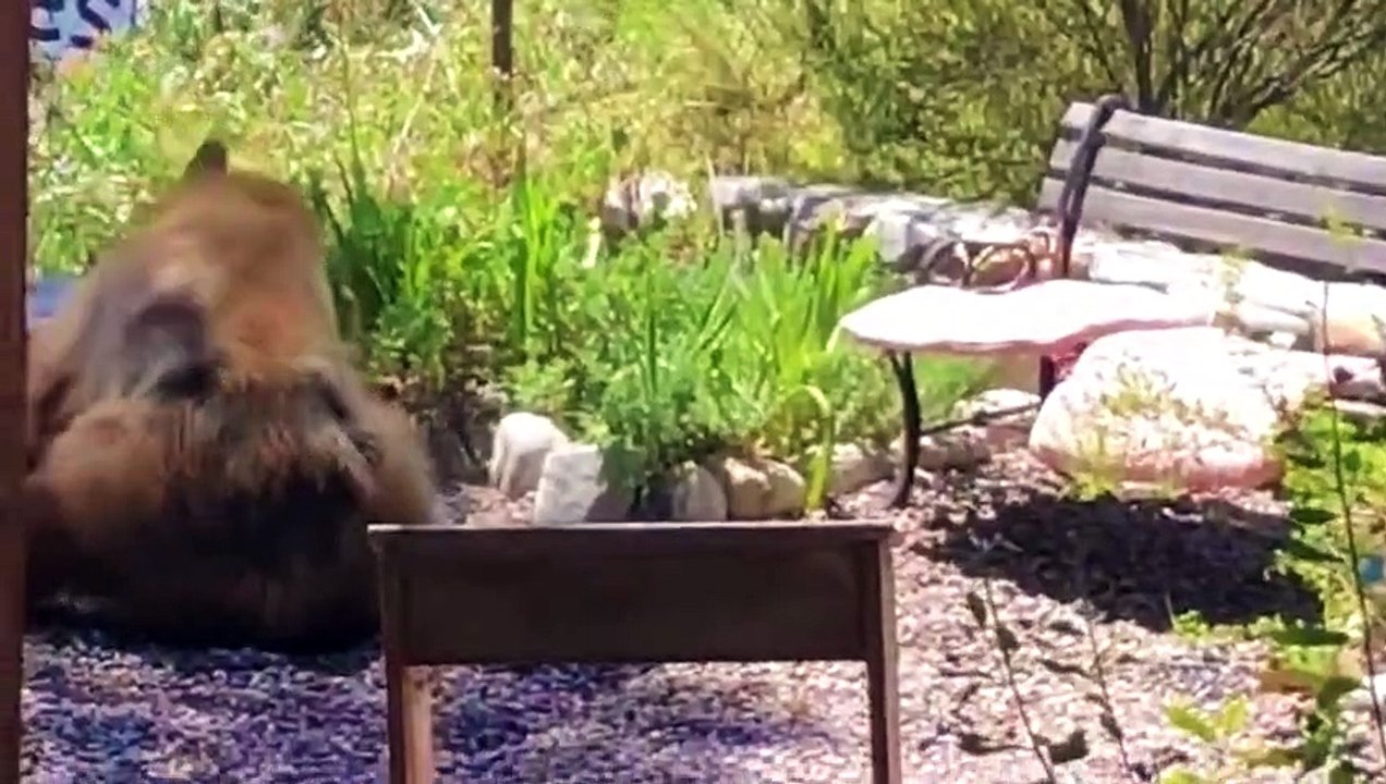 OMG ! Bear Kills Babi Deer ! 20 Unbelievable Bear Attacks Caught On Camera