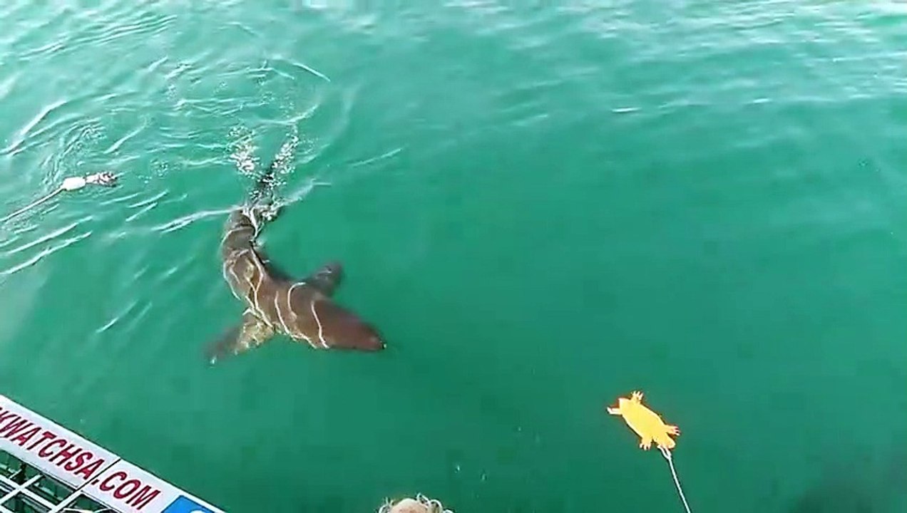 Squali bianchi, le spedizioni di Primo Micarelli (Centro studi squali)