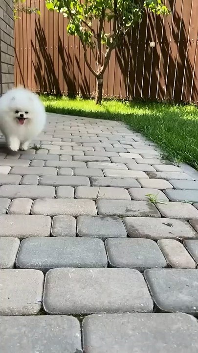 aww so cute so cutest animal dog jarmani safari dog short#shorts#trending#cute#viral