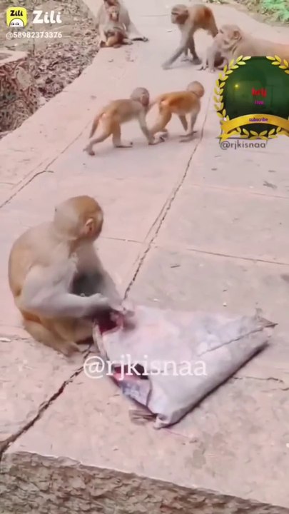 funny video and monkey_ मजेदार वीडियो बंदर का_ part 3(1080P_HD)
