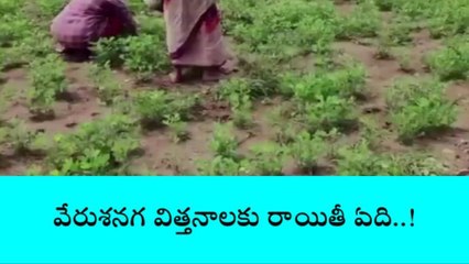 కల్వకుర్తి: గతేడాది సాగు అంతంతే.. ఈ ఏడాది కూడా అంతే..!