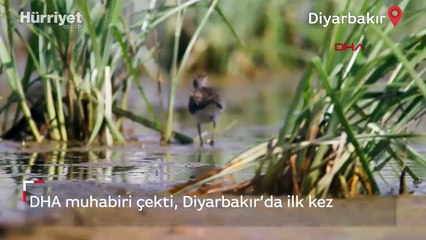Diyarbakır’da ilk kez görüldüler! DHA muhabiri çekti