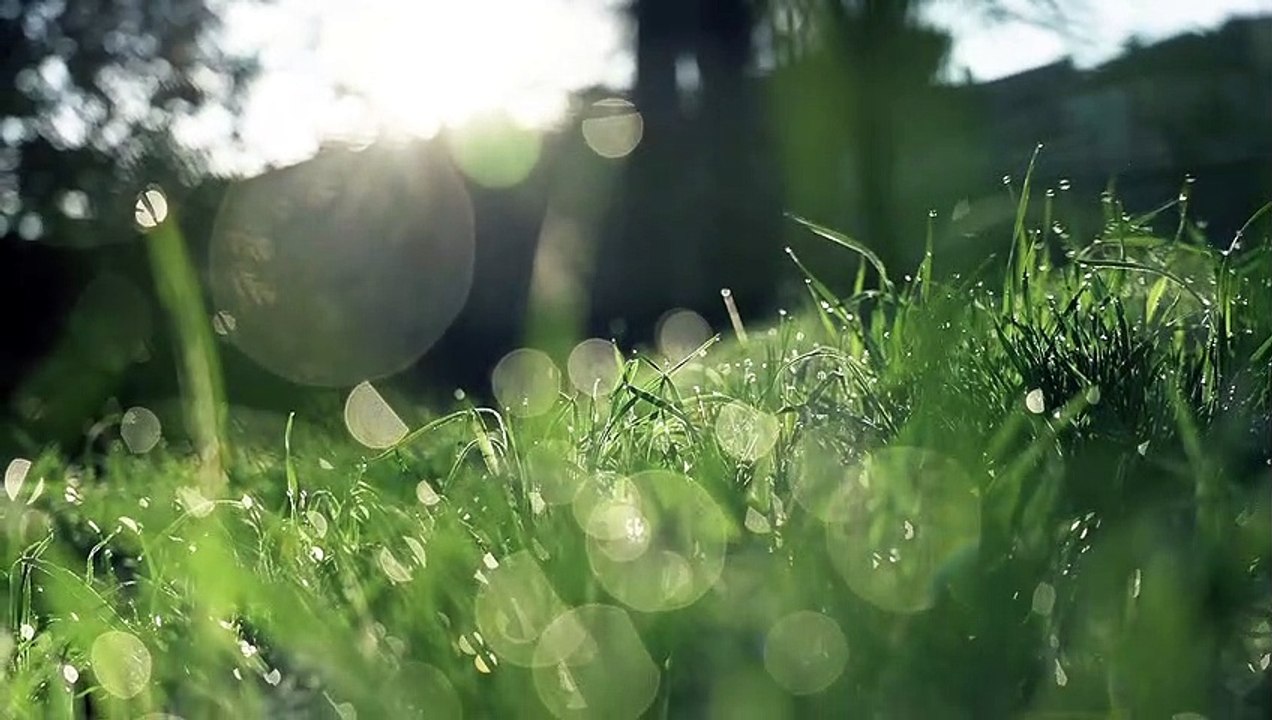 Grass - 66810