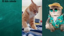 Funny And Cute Animals Video 2022 | Funny Cats Compilation And Dogs - Cute Animals Part 1