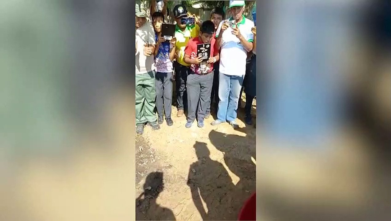 Tausende babyschildkröten in peru freigelassen