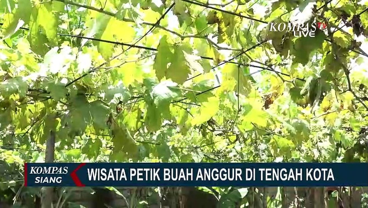 Pengunjung Bisa Petik Langsung Berbagai Jenis Anggur dari Luar Negeri di Bali Mesari Farm
