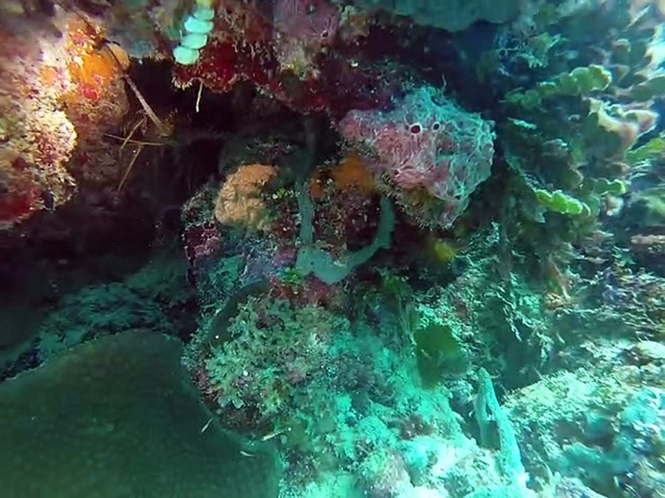 Plongé Bayahibe République Dominicaine