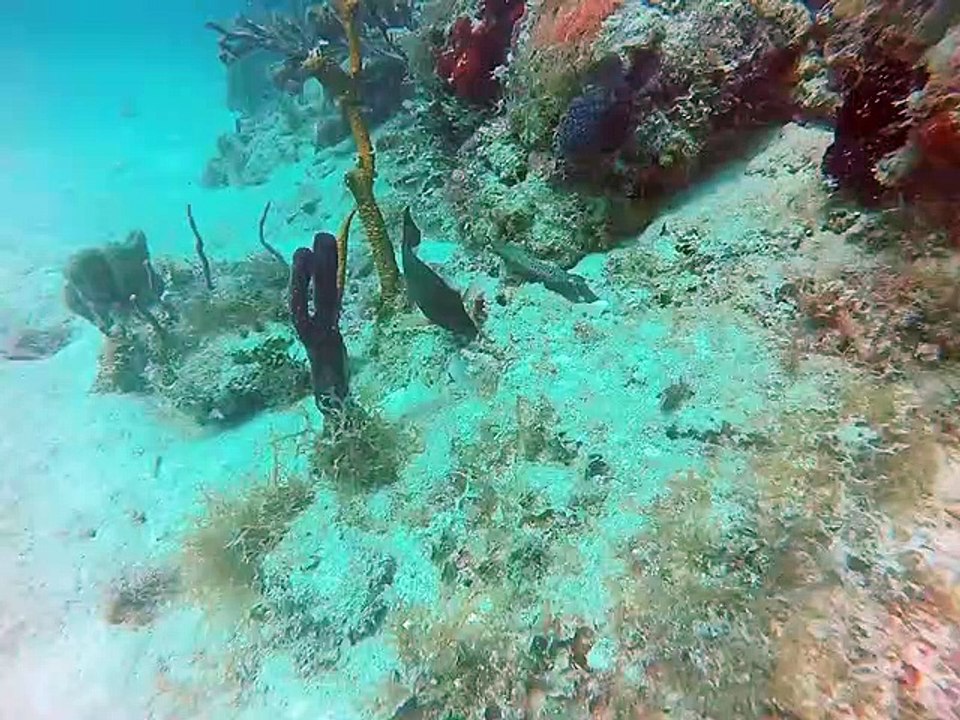 Kym en plonger à Bayahibe, République Dominicaine