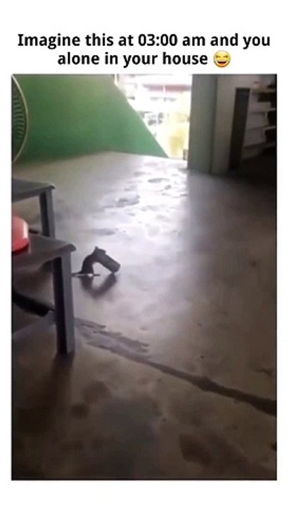 If you alone in the house then this mouse.