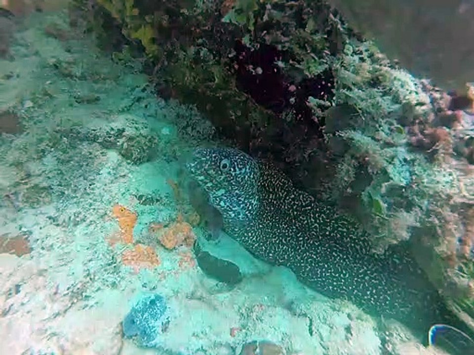 Murène Plongé Bayahibe République Dominicaine