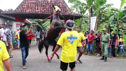KUDANYA JINAK SEKALI -- SKILL KUDA PELANGI DI TITIK KEDUA LATIHAN KUDA JINGKRAK DESA GINTUNGAN