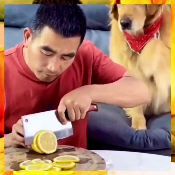 Funny Dog Videos | AWW SO FUNNY Super Dogs Reaction Videos #4