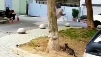 Kelakuan Kucing Marah dan Lucu yang Bikin Gemas 😺