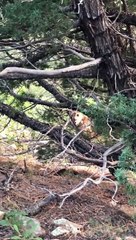 Hunter and Cougar Hunting Elk Have Close Encounter