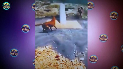 Africa’s Most Dangerous Predator, The Nile Crocodile