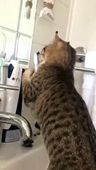 Cat Gnaws on Toothbrushes