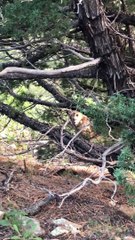 Hunter and Cougar Hunting Elk Have Close Encounter